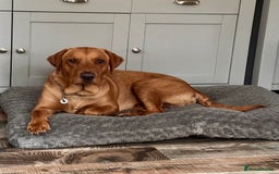 Labrador Retriever dogs for sale: Labrador Puppies Yellow & Red Fox  - Advert 5