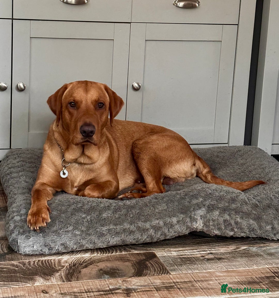 Labrador Retriever dogs for sale: Labrador Puppies Yellow & Red Fox  - Advert 5