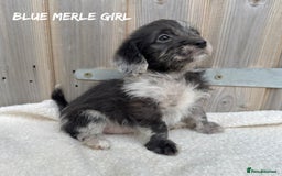 Mixed Breed dogs for sale: 🤎 BABY POOGLES (beagleXminiature poodle)🤎 in Rhayader - Image 10