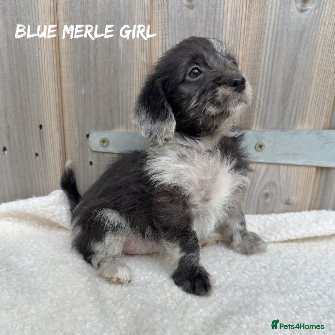 Mixed Breed dogs for sale: 🤎 BABY POOGLES (beagleXminiature poodle)🤎 in Rhayader - Image 10