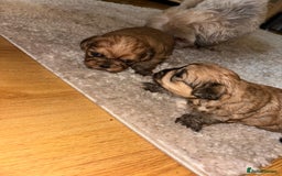 Zuchon dogs for sale: Zuchon pupp - Image 8
