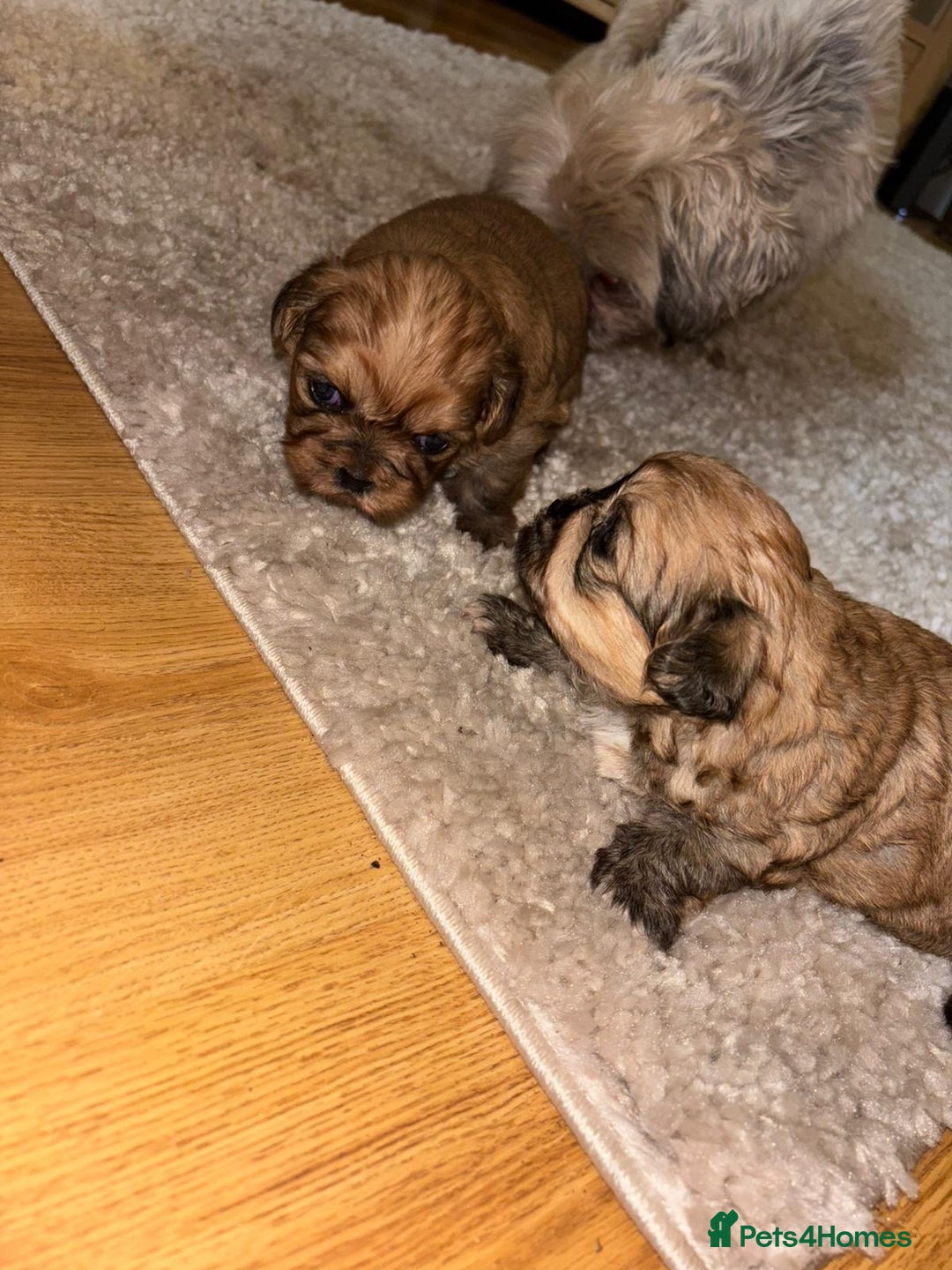 Zuchon dogs for sale: Zuchon pupp - Image 8