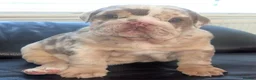 English Bulldog dogs for sale: Ready beautiful English bulldog  - Advert 3