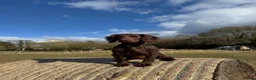 Cocker Spaniel dogs for sale: Working Cocker Spaniels from health tested parents - Advert 3