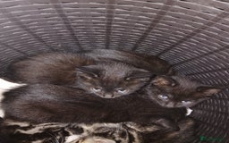 Mixed Breed cats for sale: 3 beautiful kittens looking for new parents. in Birmingham - Image 5