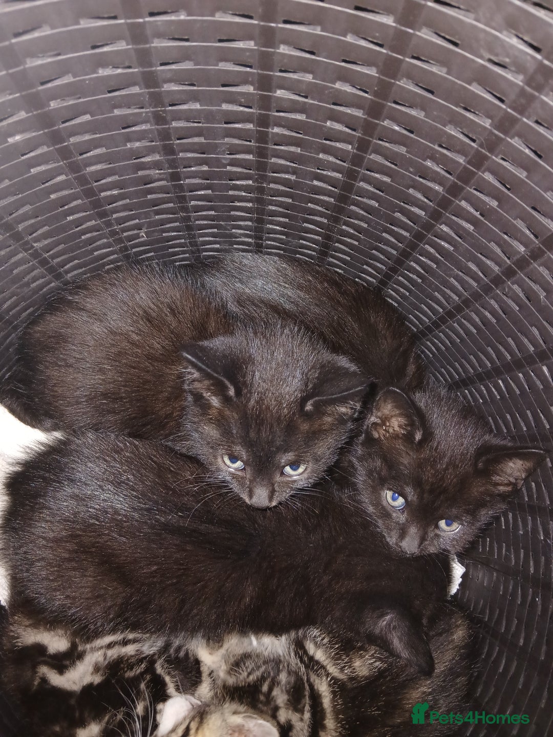 Mixed Breed cats for sale: 3 beautiful kittens looking for new parents. in Birmingham - Image 5