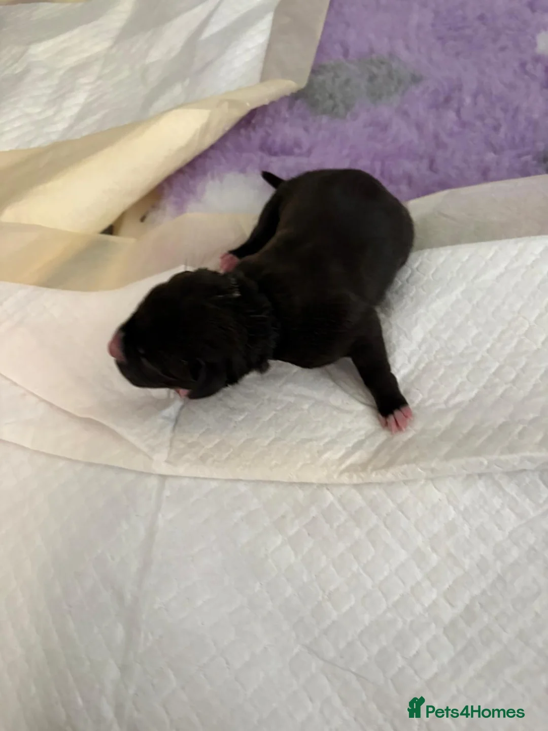 Staffordshire Bull Terrier dogs for sale: Gorgeous staff pups  in London - Advert 10