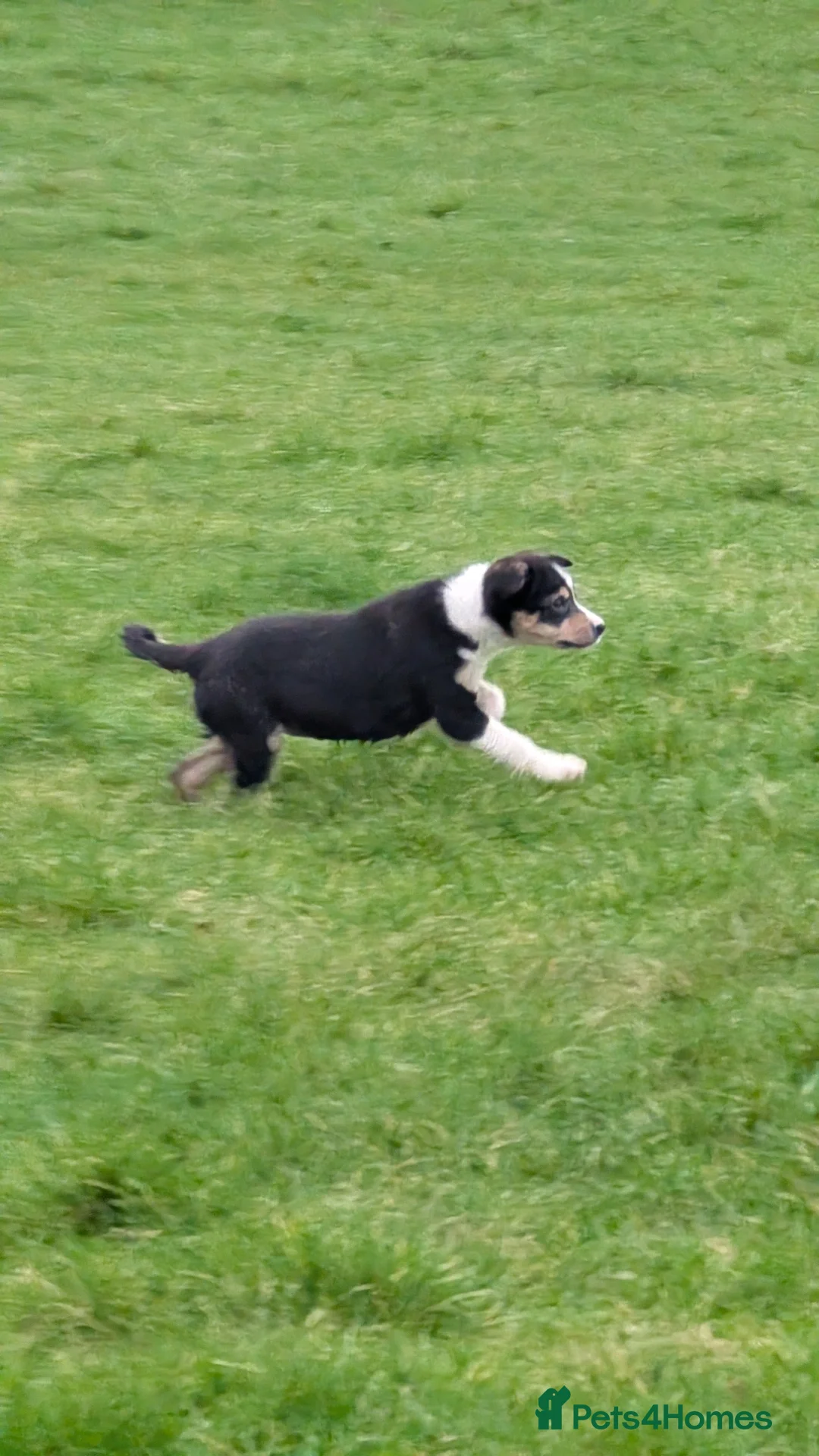 Border Collie dogs for sale: Traditional farm bred collies - Advert 10