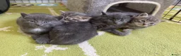 Mixed Breed cats for sale: Adorable grey kittens & tabby grey kittens  in Salisbury - Advert 17