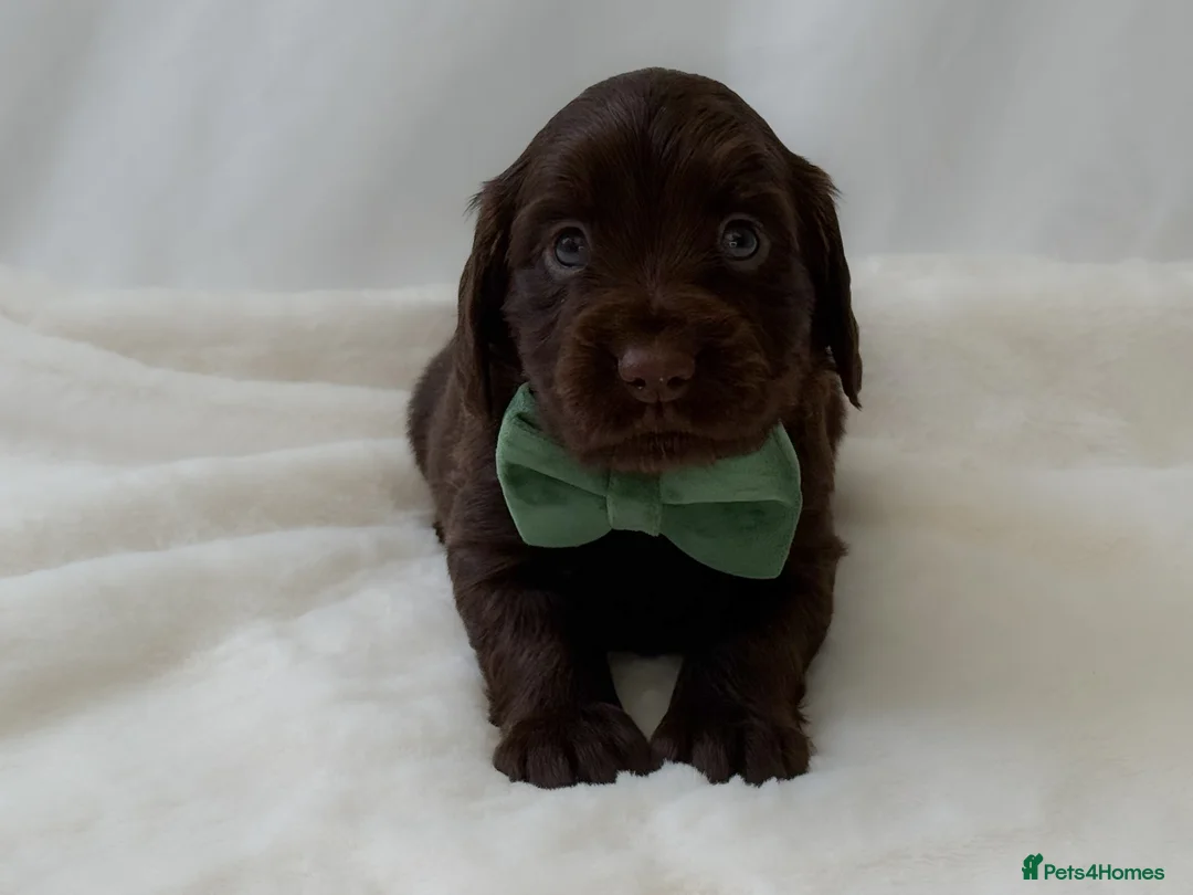 Cocker Spaniel dogs for sale: KC Working Cocker Spaniel Puppies - Health Tested  - Advert 13