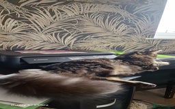Maine Coon cats for sale: Female MCO - Image 10
