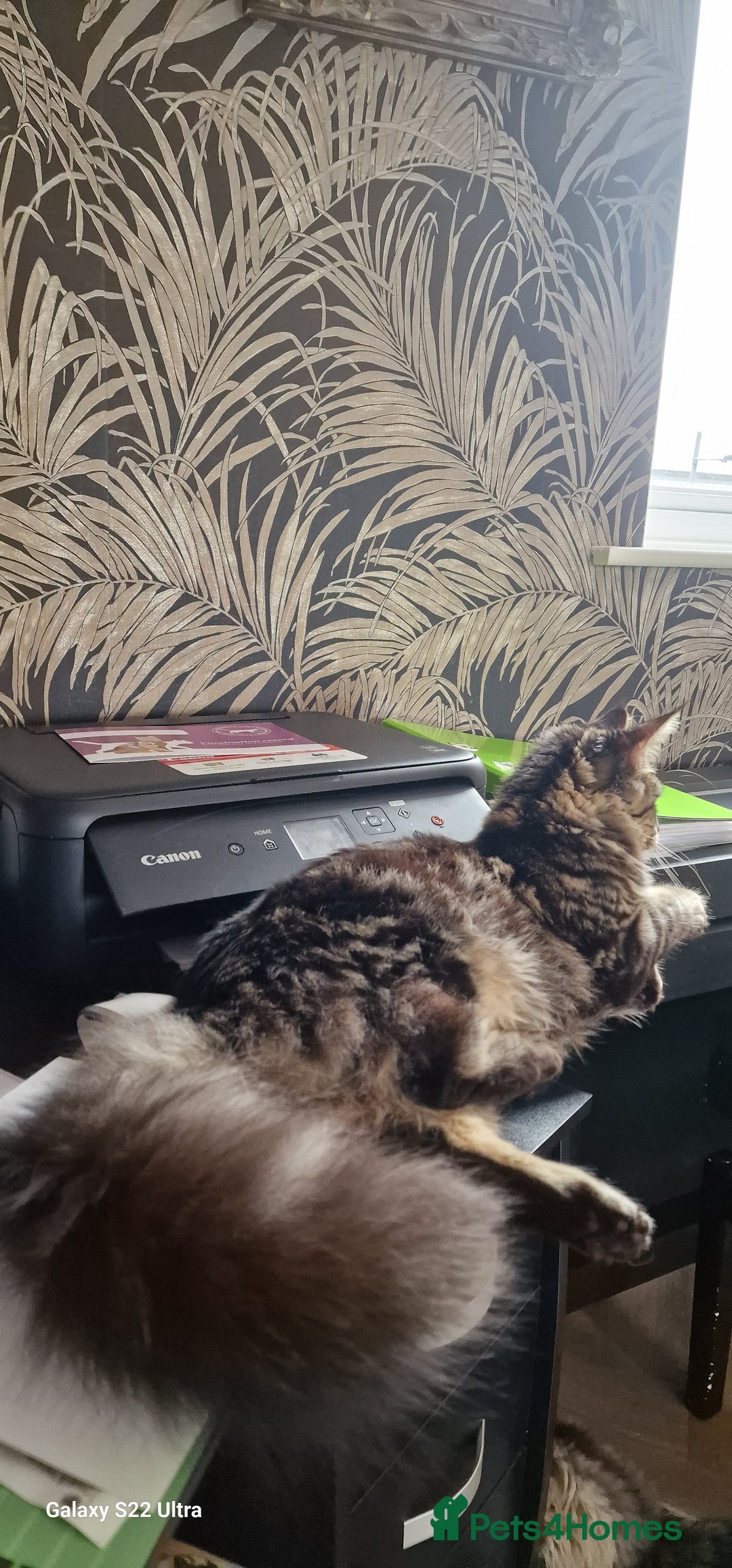 Maine Coon cats for sale: Female MCO - Image 10