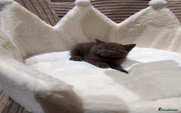 British Shorthair cats for sale: GCCF British Shorthair Chocolate&Lilac kittens - Image 9