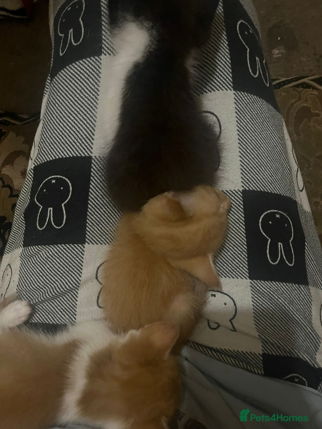 Mixed Breed cats for sale: 4 beautiful kittens - Image 5