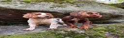 Cocker Spaniel dogs for stud: GRIMESGILL GOLDEN PLOVER - Advert 6