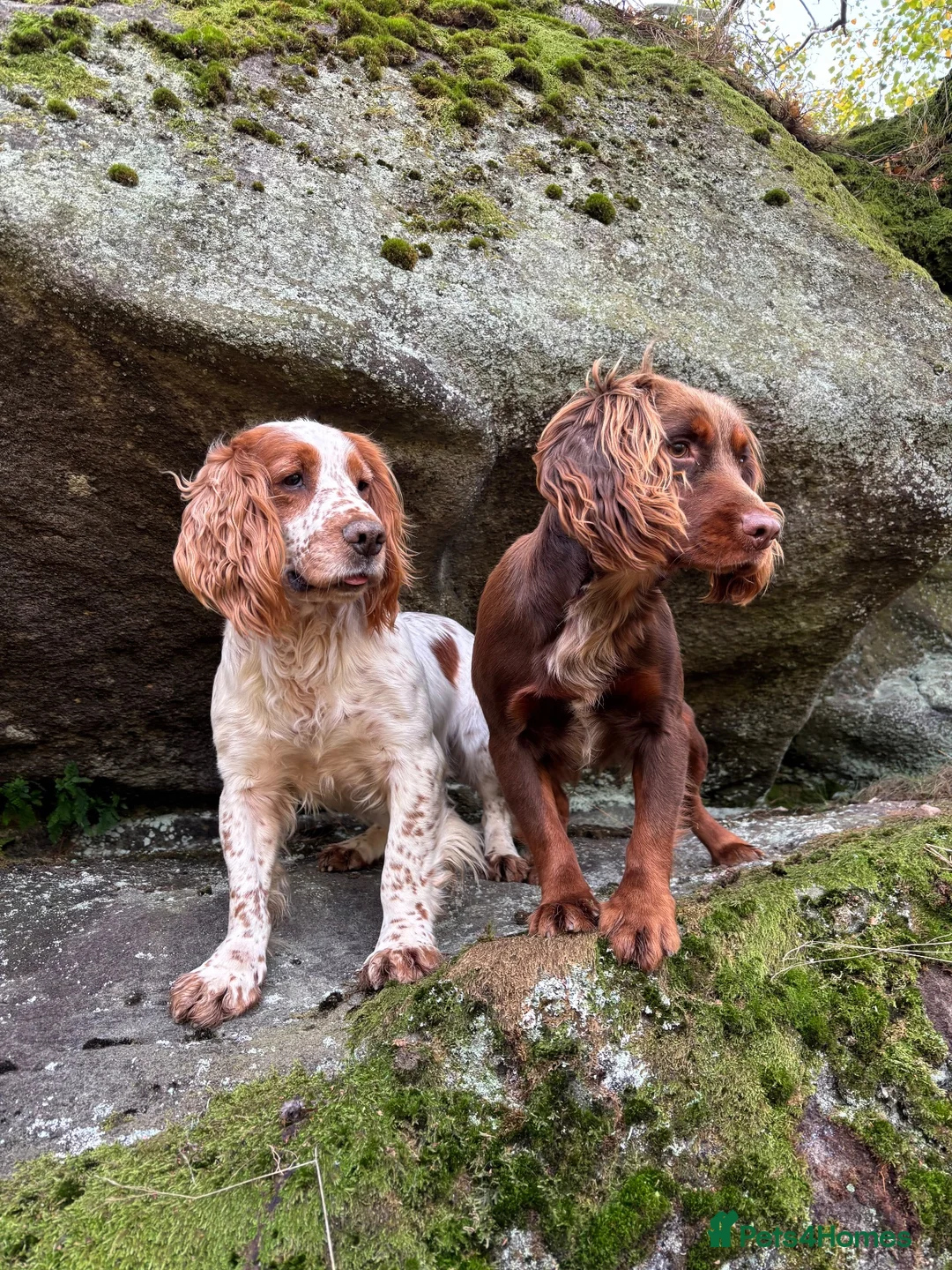 Cocker Spaniel dogs for stud: GRIMESGILL GOLDEN PLOVER - Advert 6