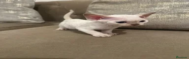 Devon Rex Kitten 3