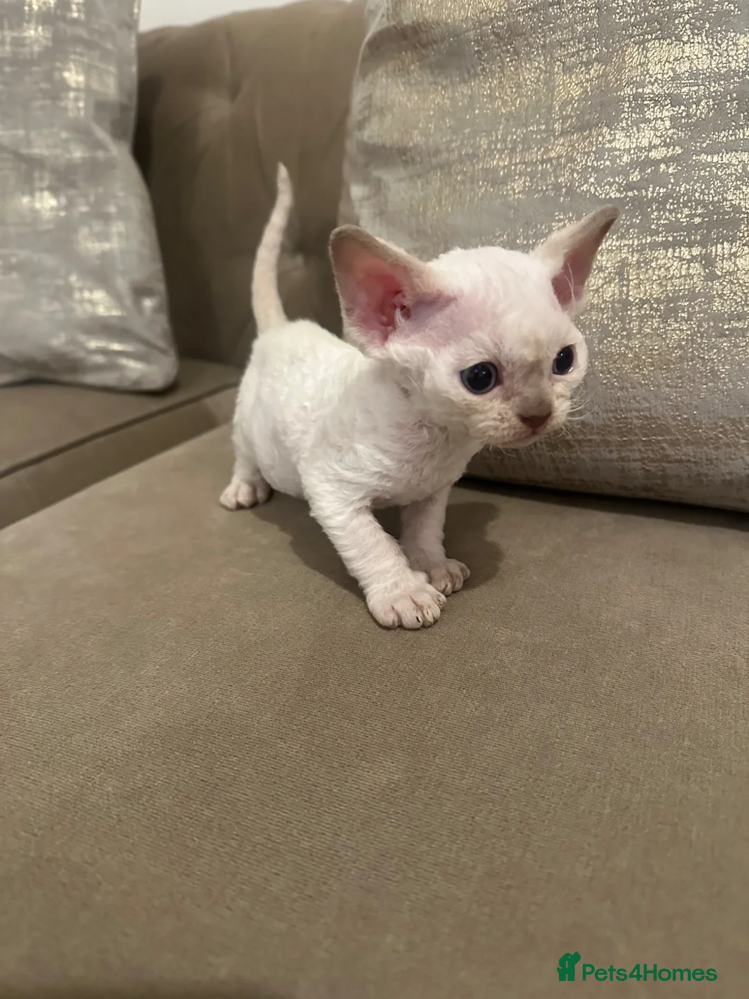 Devon Rex cats for sale: Beautiful GCCF Registered Devon Rex Kittens - Advert 2