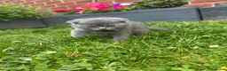 Scottish Fold cats for sale: Only Scottish fold girl left ❣️ - Advert 10