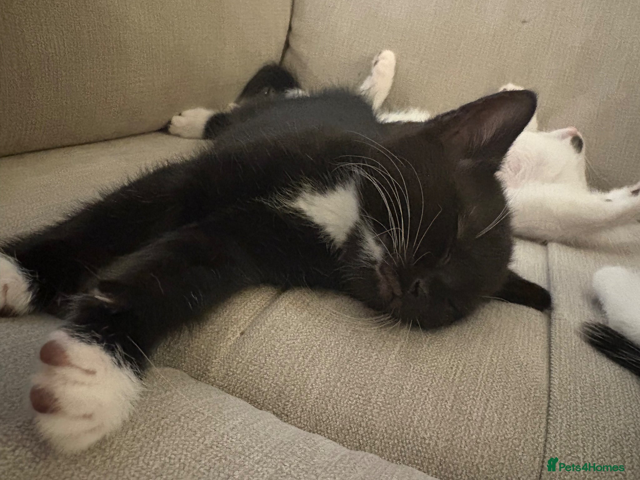 Mixed Breed cats One Male Kitten - Advert 2