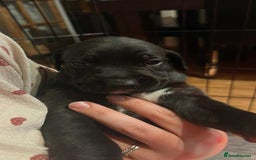 Mixed Breed dogs for sale: Bull whippets - Image 11