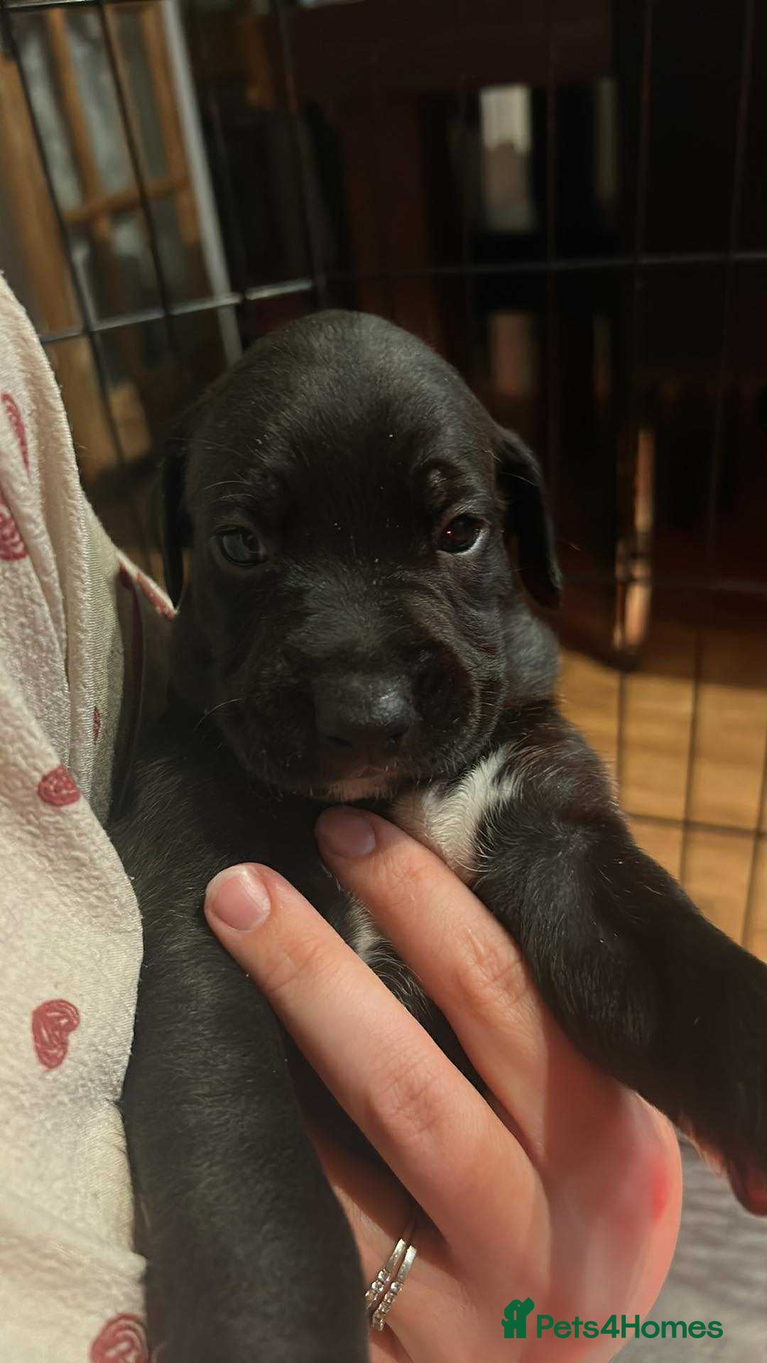 Mixed Breed dogs for sale: Bull whippets - Image 11