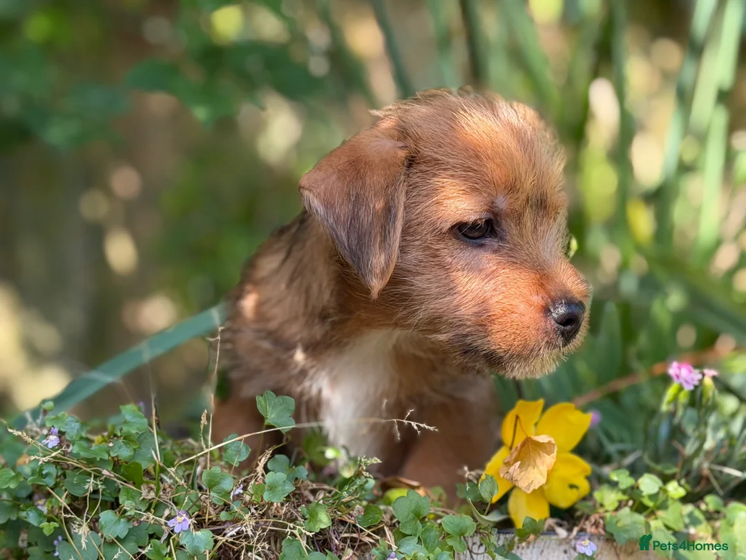 Mixed Breed dogs for sale: Stunning NORFOLK TERRIER X JACK RUSSELL  in Chester - Advert 2