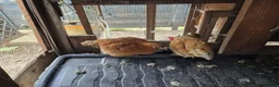 Chickens poultry for sale: Newborn chicks for sale in London  in Northolt - Advert 12