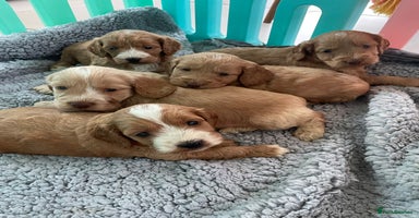 Cockapoo dogs - Advert 1