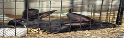 Continental Giant rabbits for sale: Continental giants, black and black/grey undercoat - Advert 4
