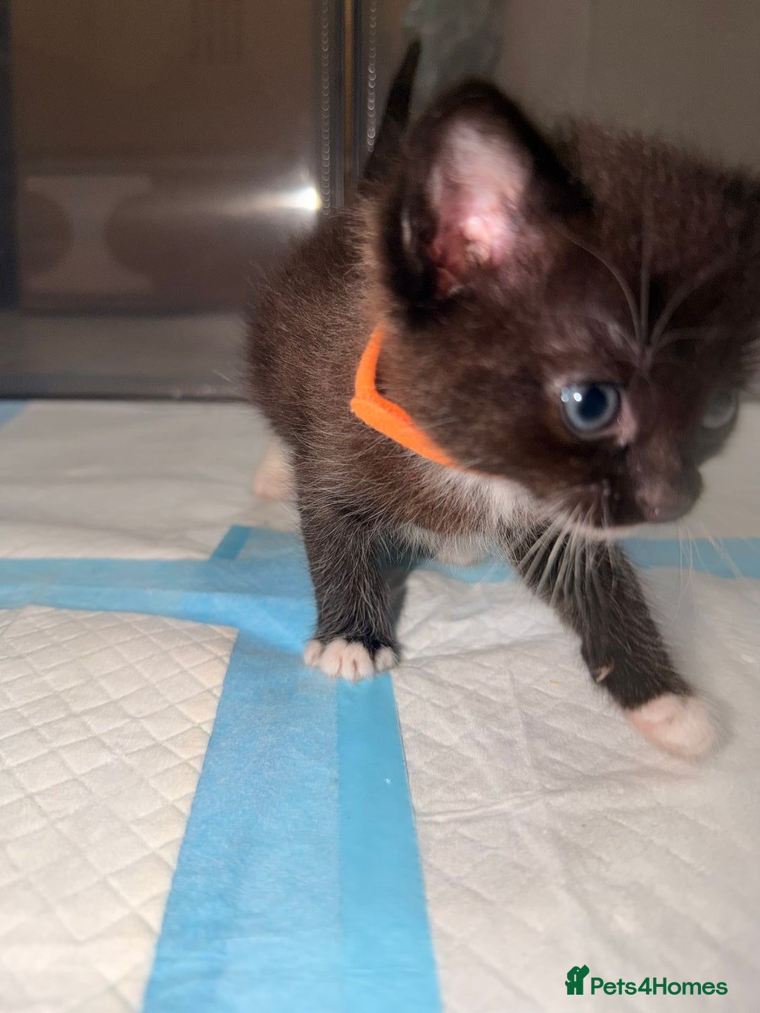 Ragdoll cats for sale: Ragdoll mix kitten - 5 Boys - Advert 11