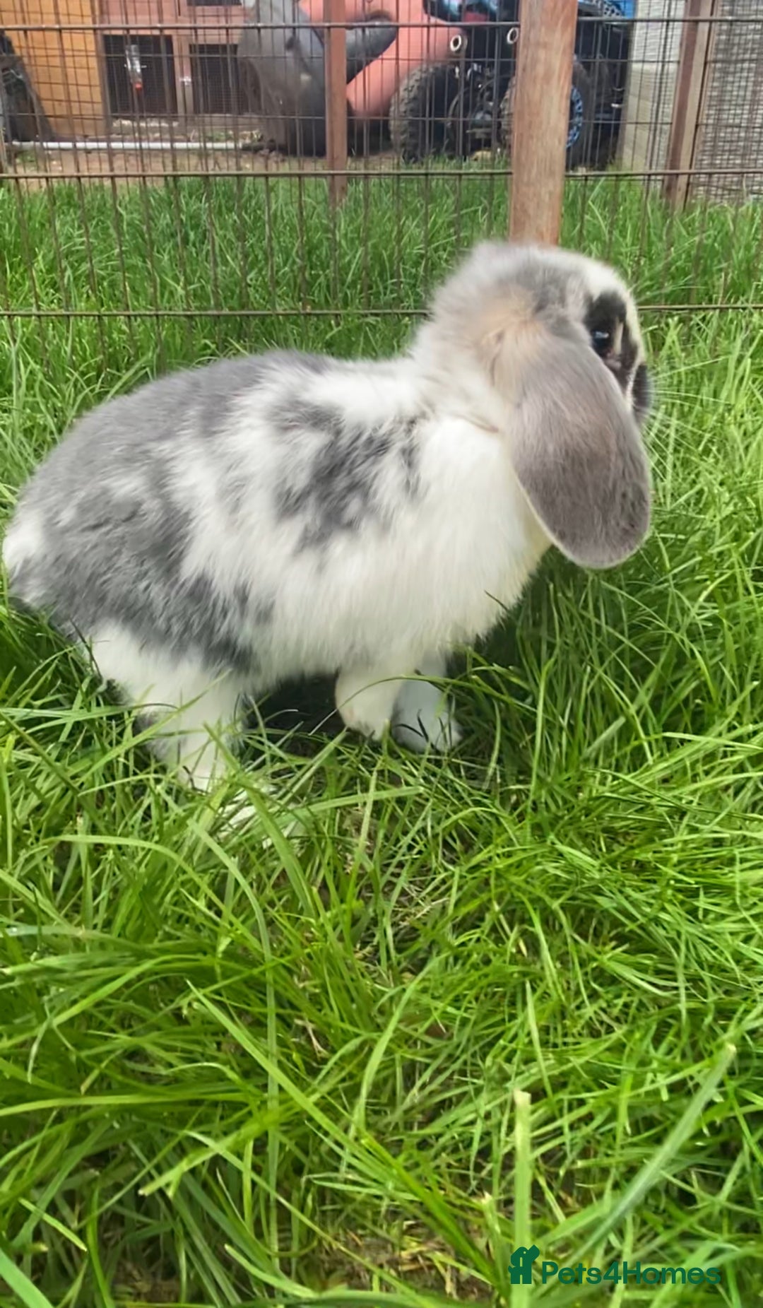 French Lop rabbits for sale: Baby French lop  - Image 3