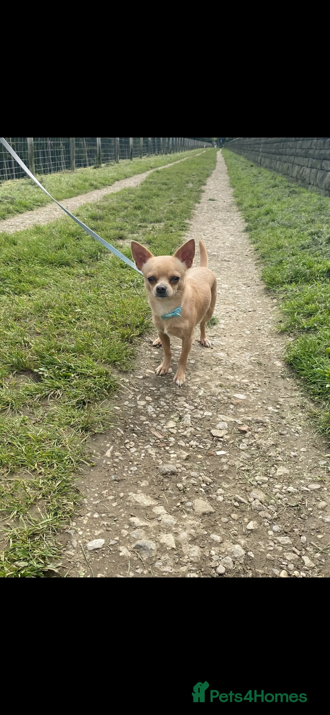 Chihuahua dogs for stud: Beautiful chihuahua for stud  - Advert 1