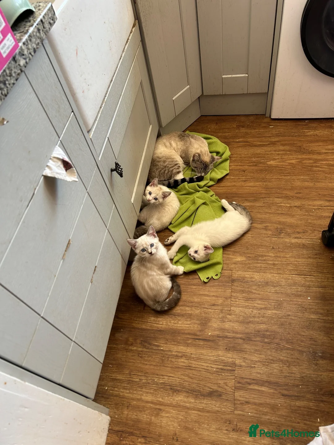 Bengal cats for sale: Bengal x ragdoll kittens - Advert 13