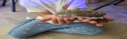 Pygmy Hedgehog rodents for sale: Male african pigmy hedgehog  - Advert 6