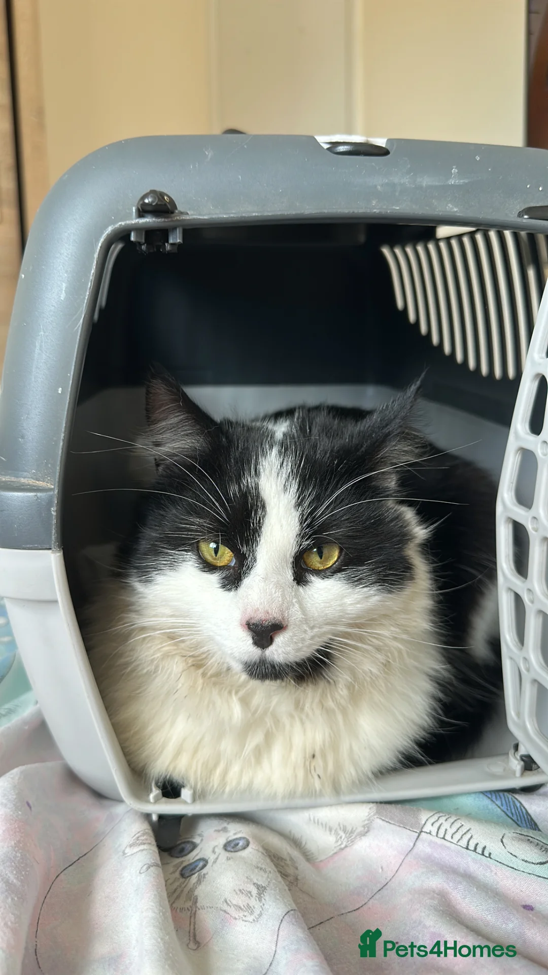 Mixed Breed cats for sale: 11 month male - Advert 2