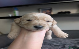 Labradoodle dogs for sale: F1 Labradoodle puppies  - Image 8