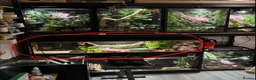 Python Snake reptiles for sale: Female pied ball python for sale in Pontypridd - Advert 3