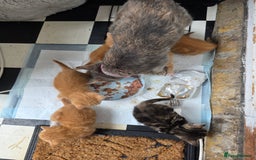 British Shorthair cats for sale: Rare ginger females. Adorable British shorthair - Advert 3