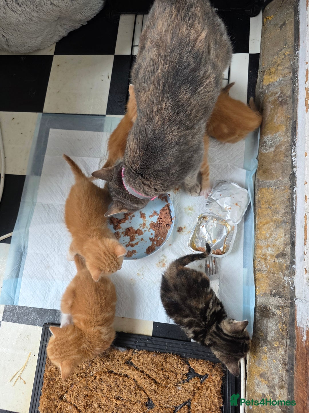 British Shorthair cats for sale: Rare ginger females. Adorable British shorthair - Advert 3