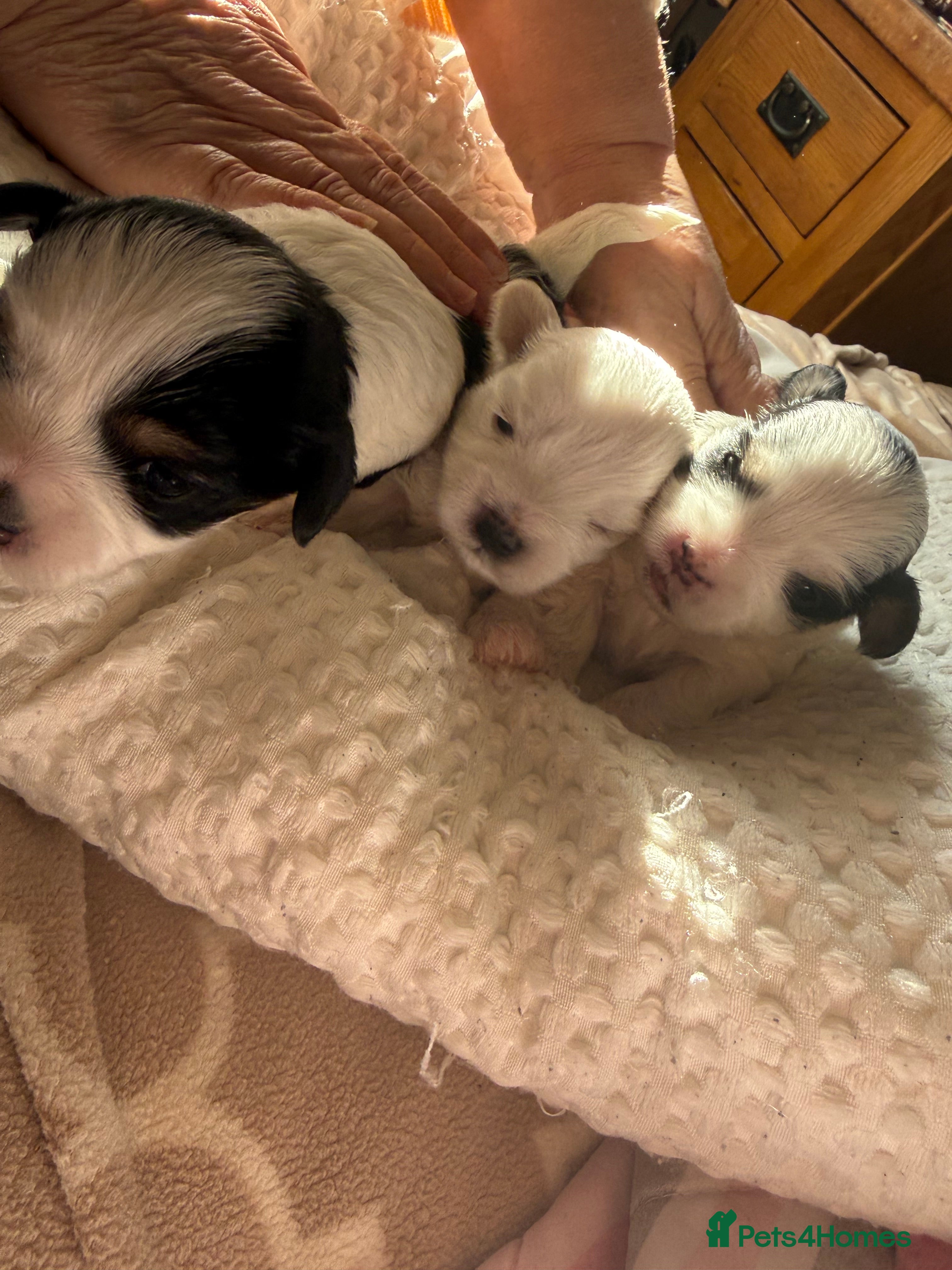 Morkie dogs Morkie Puppies - Advert 3