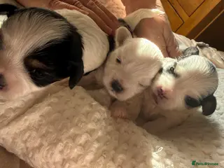 Morkie dogs Morkie Puppies - Advert 3