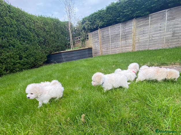 Bichon Frise dogs for sale: Beautiful Bichon Puppies available in Gosport - Advert 1