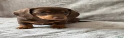 Miniature Dachshund dogs for sale: Chocolate and tan short haired mini dachshund  - Advert 22