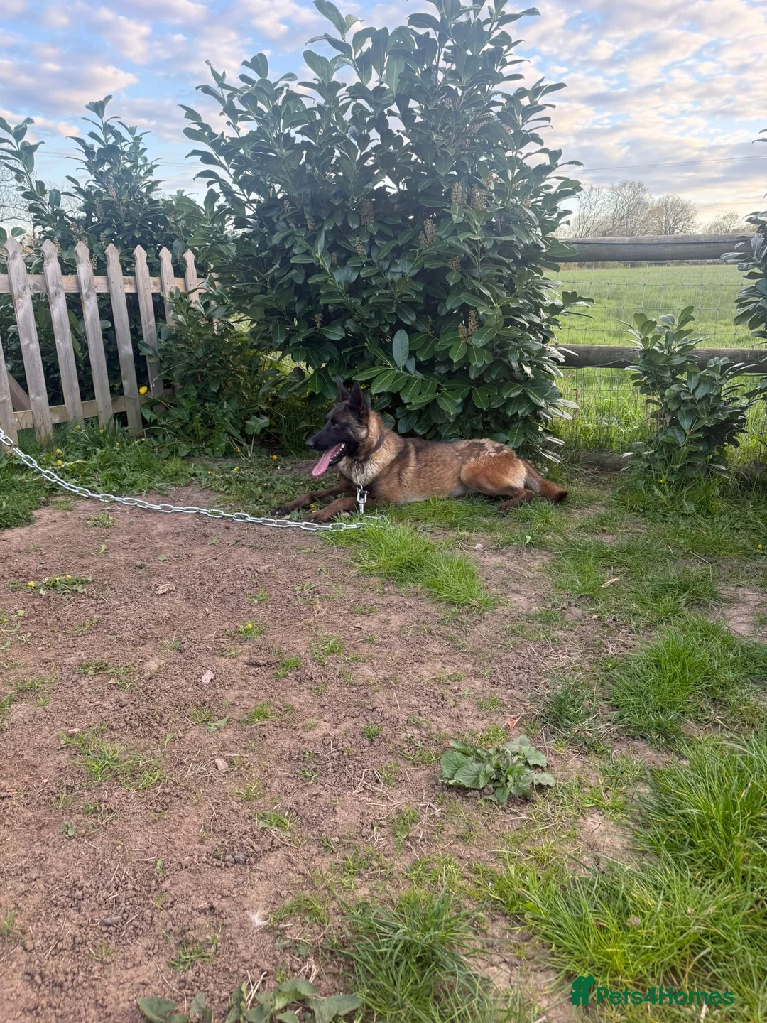 Belgian Shepherd Dog dogs for sale: Two Belgian malinois sisters for sale  in Studley - Advert 4