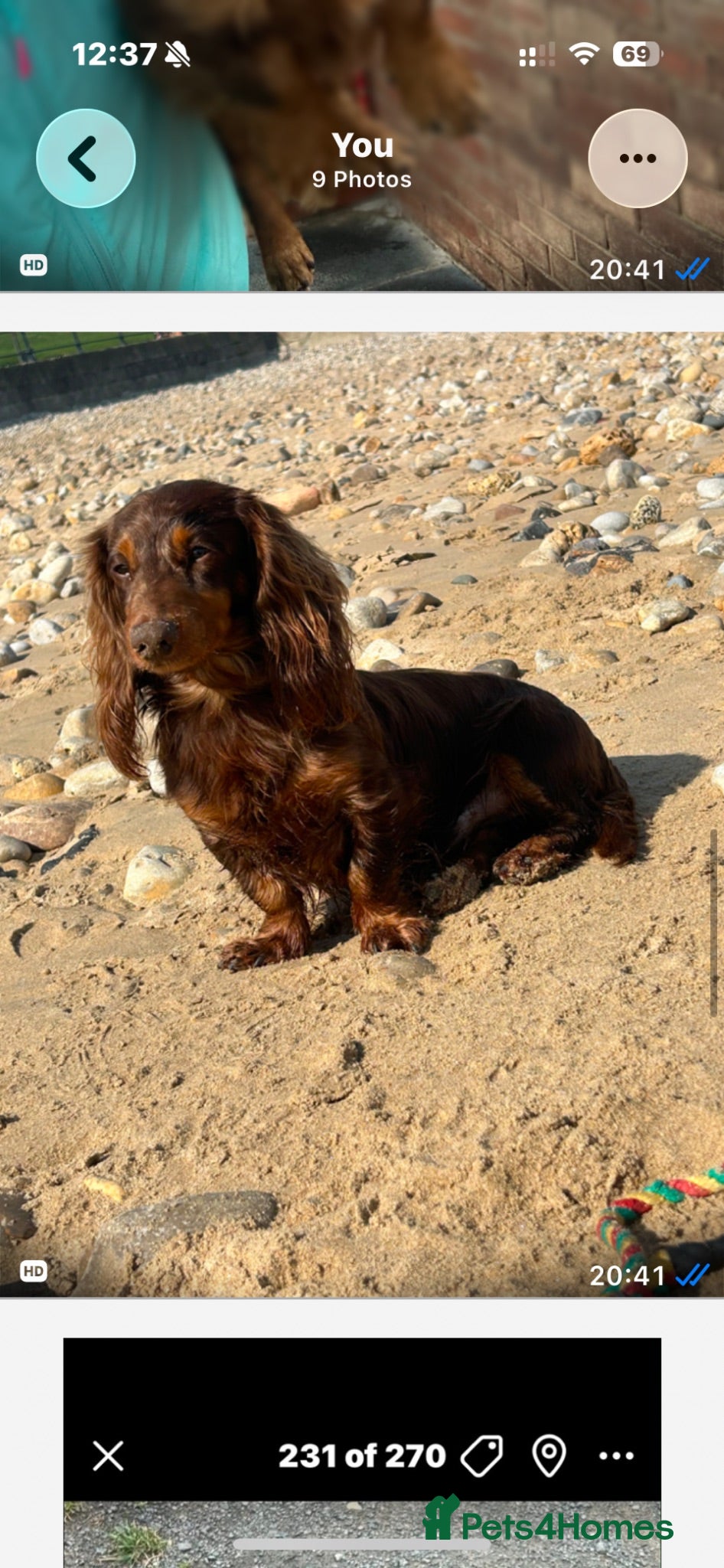 Miniature Dachshund dogs Long haired chocolate dapple Male - Advert 4