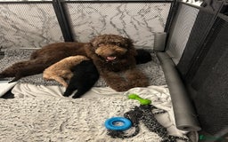 Mixed Breed dogs for sale: HEALTH TESTED STANDARD SIZE BERNEDOODLE  - Image 5