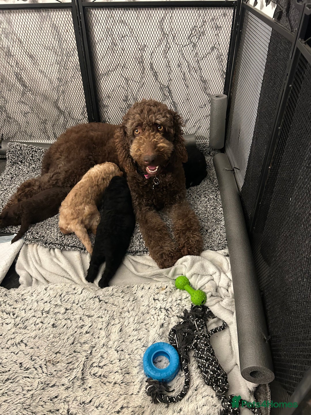 Mixed Breed dogs for sale: HEALTH TESTED STANDARD SIZE BERNEDOODLE  - Image 5