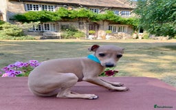 Italian Greyhound dogs for sale: Italian greyhound puppies KC reg. European lineage - Image 23