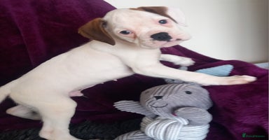 Boxer dogs - Advert 14